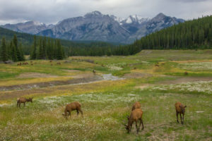Flower meadow with deers and river, mountains in the background, Rocky Mountains, Canada Flower meadow with deers and river, mountains in the background, Rocky Mountains, Canada